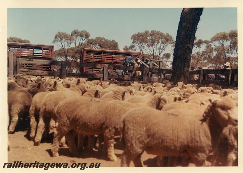 P04426
CXB class sheep wagons, stock yard, Badjaling, YB line. Loading sheep onto the Stacey Stock Train. Colour version of P0811
