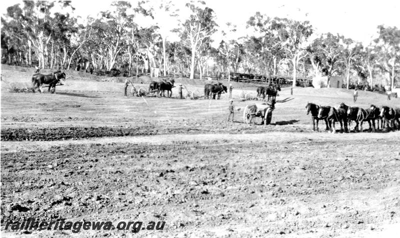 P07305
1 of 32 photos of the construction of the railway dam at Hillman, BN line, start of excavation, shows horse team and horse drawn scrappers
