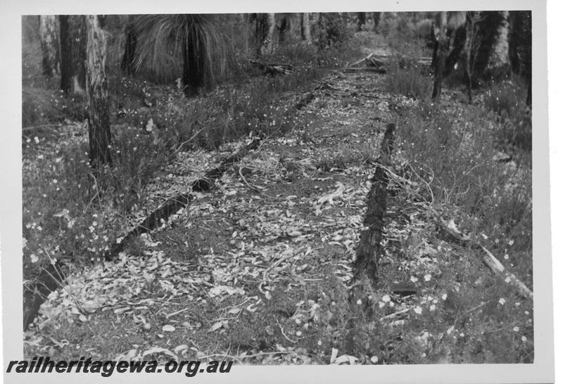 P08081
Abandoned and overgrown track, Ferguson's Tramway, Cookernup - Logue Brook
