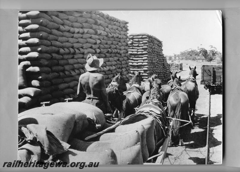 P08882
Horse drawn wagon of bagged wheat arriving at a siding with stacks of bagged wheat
