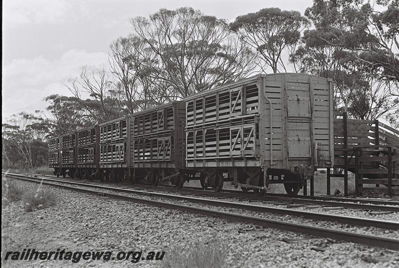 P09141
Rake of six CXB class sheep wagons at a loading ramp, side and end view of leading wagon
