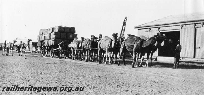 P10438
Goods shed, camel team with load of wool bales, crane, Roebourne.
