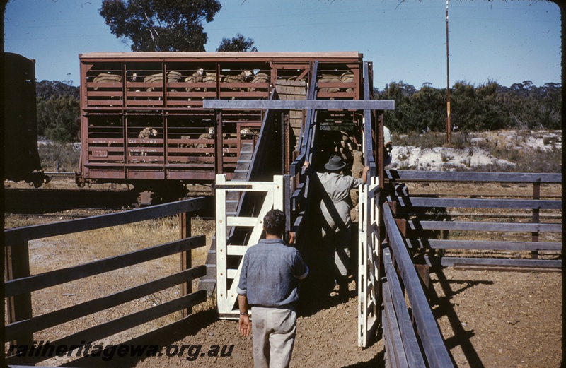 T05062
CXB class 17409 livestock wagon, being loaded with sheep, stockyard, ramp, workers, Tambellup, GSR line, side view 
