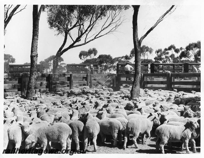 P00253
Stockyard, sheep wagons, sheep, Badjaling, YB line, loading the 