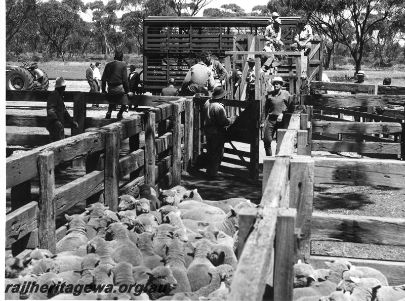 P00254
CXB class 17632, stockyard, sheep wagons, sheep, Badjaling, YB line, loading the 