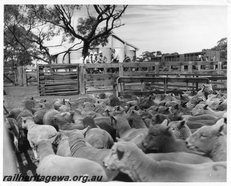 P00255
Stockyard, sheep wagons, sheep, Badjaling, YB line, loading the 