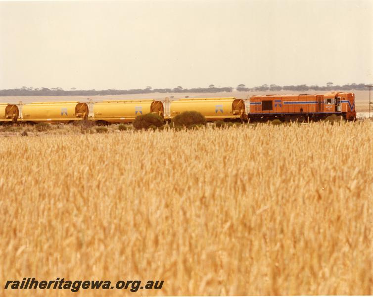 P00497
R class 1903, XW class wheat hoppers, near Moora, MR line, side view across the paddock
