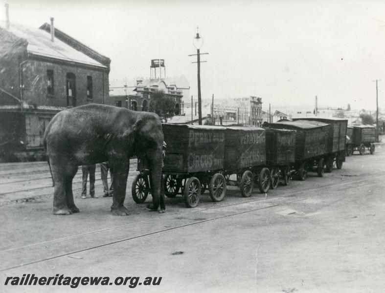 P00797
Elephant pushing Perry Circus road vans, Perth Goods yard
