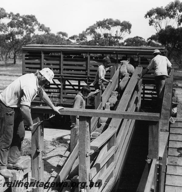 P00812
CXB class sheep wagons, stock yard, Badjaling, YB line. Loading sheep onto the Stacey Stock Train
