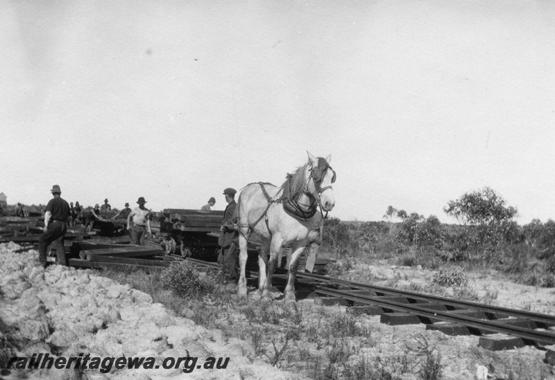 P02151
41 of 44 views of the construction of the railway at Esperance, CE line taken by Cedric Stewart, the resident WAGR engineer horse drawing a wagon of construction materials
