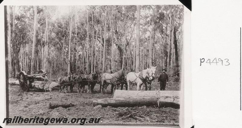 P04493
Horse team hauling log whim. Whittaker's Mill, North Dandalup
