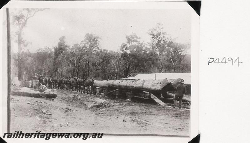 P04494
Whittaker's North Dandalup, horse team hauling loaded log wagon to mill on railway
