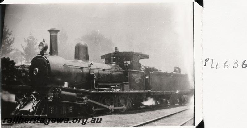 P04636
Millars loco 