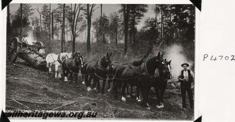 P04702
Horse team hauling a whim.
