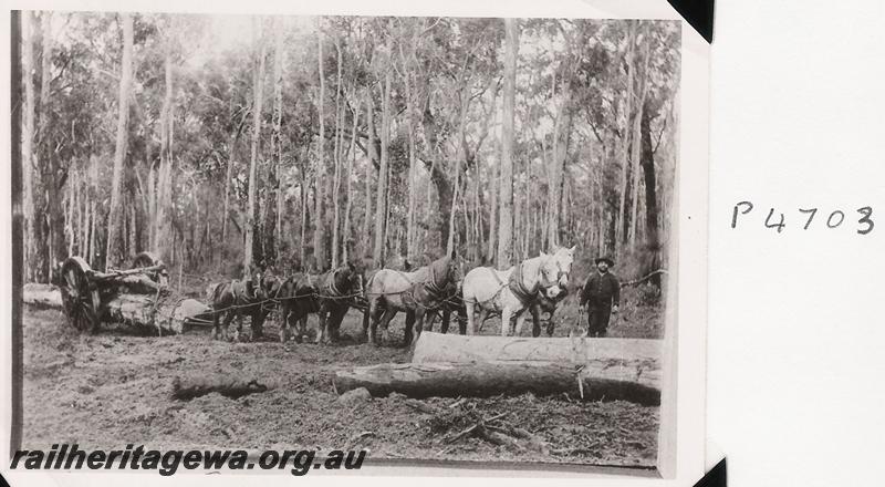 P04703
Horse team hauling a whim at Jarrahdale.
