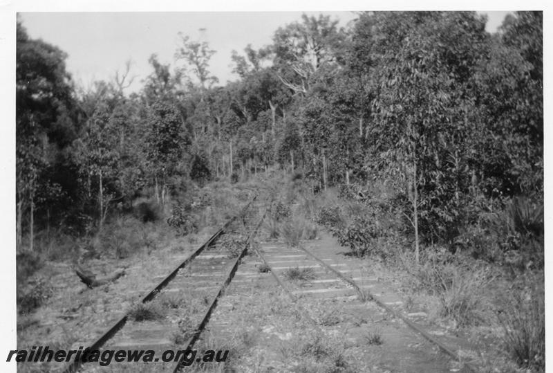 P08189
Abandoned and overgrown track. Mornington, view along track.
