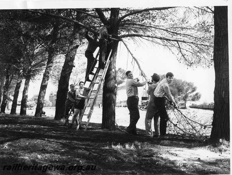 P10213
Rail Transport Museum site, work party of members pruning the pine trees, from left to right, Edwin Woodland, Otto Walkemeyer, Noel Zeplin, Peter Hopper and Alan Tilley plus two workers up the tree..
