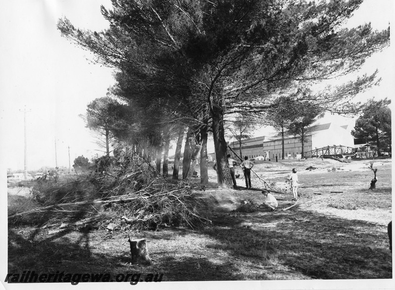 P10215
Rail Transport Museum site, work party of members pruning the pine trees, from left to right, Noel Zeplin, Alan Tilley, Otto Walkemeyer, Ian carne and another on a adder up the tree.
