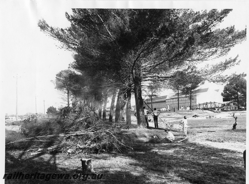 P10216
Rail Transport Museum site, work party of members pruning the pine trees, general view across the site.
