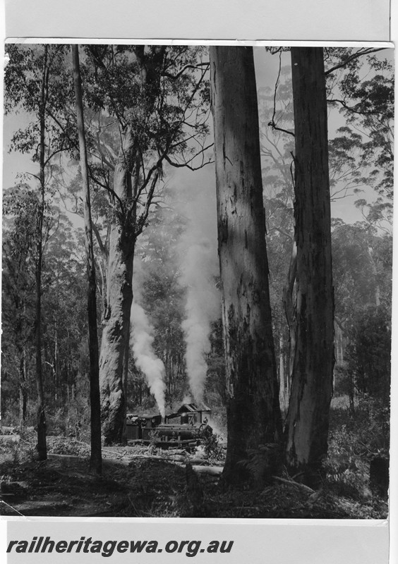 P13671
G class type loco with extended smokebox, possibly SSM No.6, photographed amongst large Karri trees.
