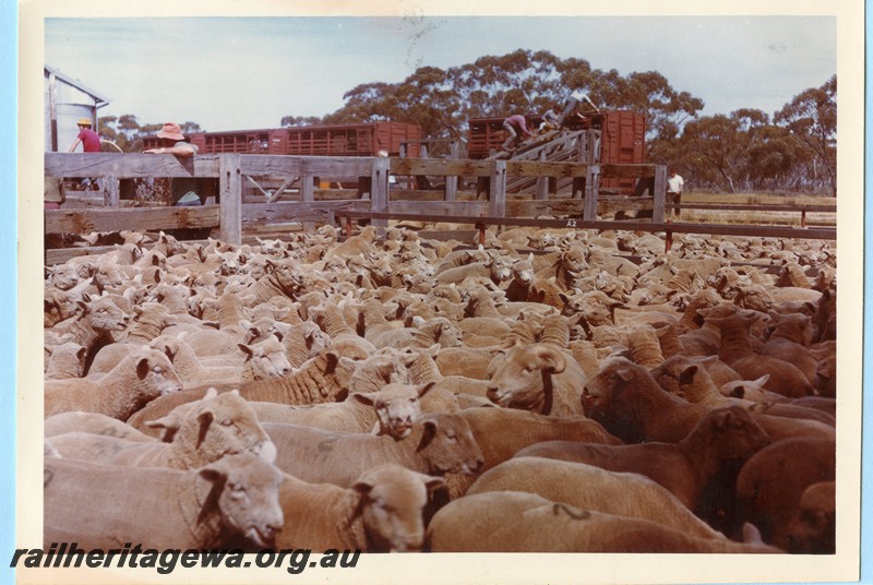 P13699
Stockyard, sheep wagons, sheep, Badjaling, YB line, loading the 
