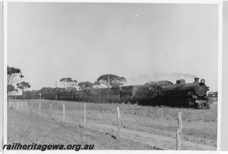 P13706
W class 920 with train of sheep wagons, 