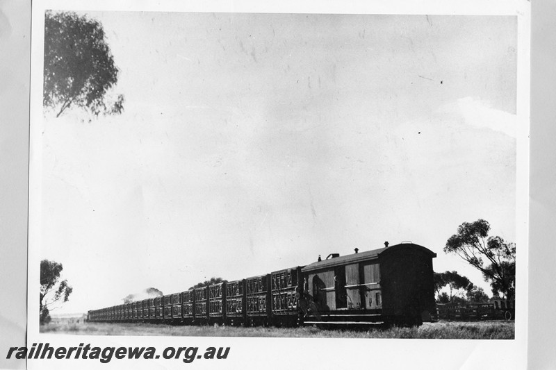 P13726
Train of sheep wagons on the 