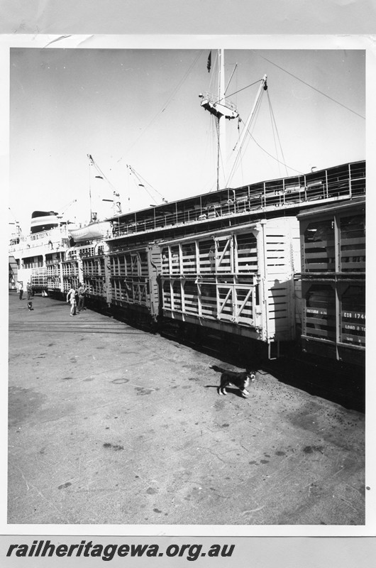 P13727
CXB class sheep wagons, Fremantle Wharf, unloading sheep for shipment to the Arabian Gulf
