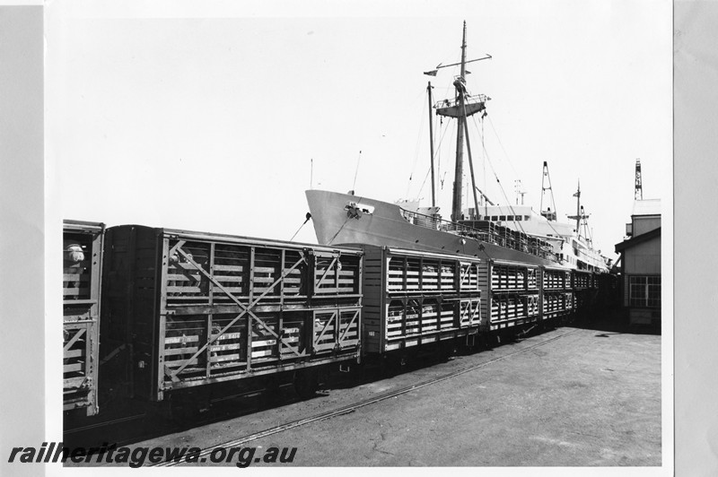 P13731
CXB class sheep wagons, Fremantle Wharf, unloading sheep for shipment to the Arabian Gulf
