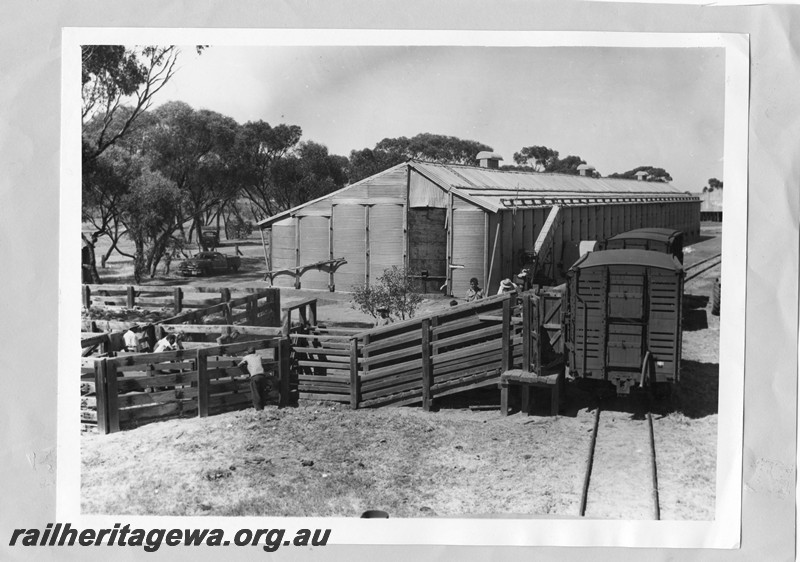 P14194
CXA class sheep wagons, stock yard, wheat bin, loading the Stacey Sheep Train, Badjaling, YB line, elevated view along the track.
