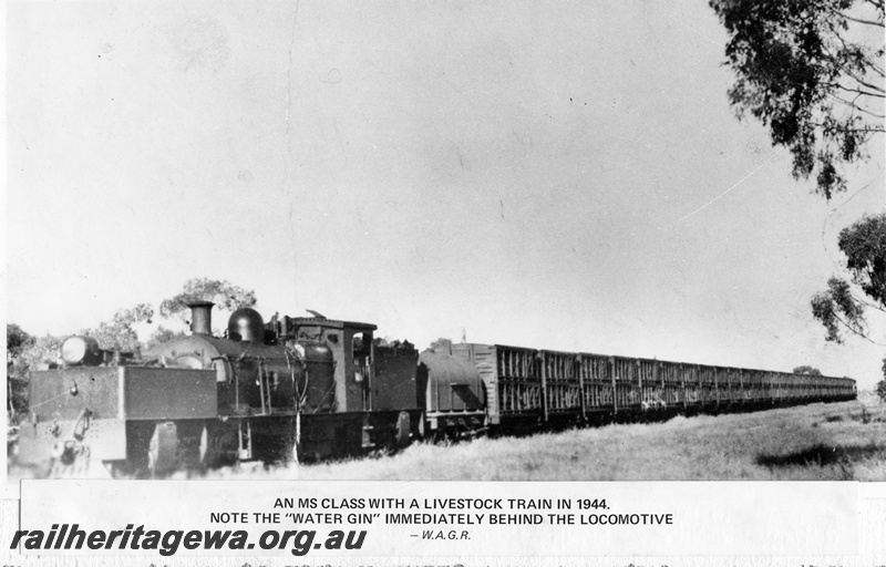 P14884
MS class Garratt articulated steam locomotive towing a water tanker on a livestock train, front and side view, location Unknown.
