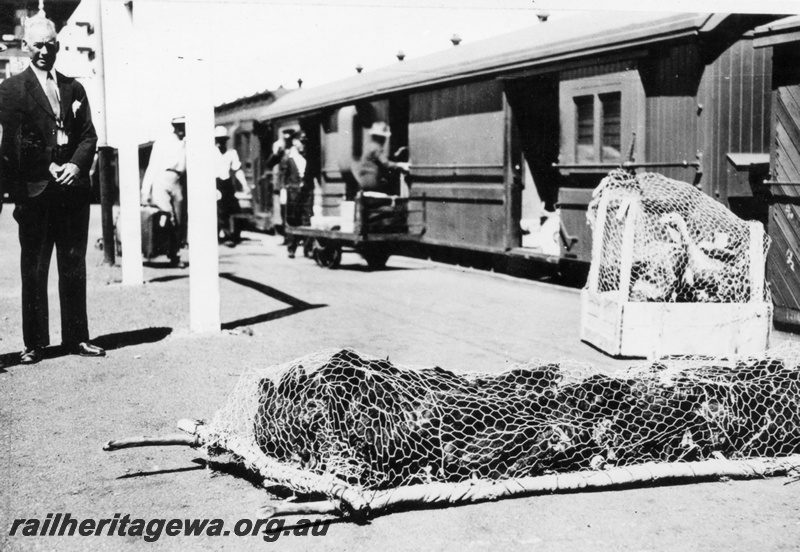 P16087
A novel way of transporting live poultry by rail. A crate of turkeys closest to the train while 'a stretcher' of hens in the foreground.
