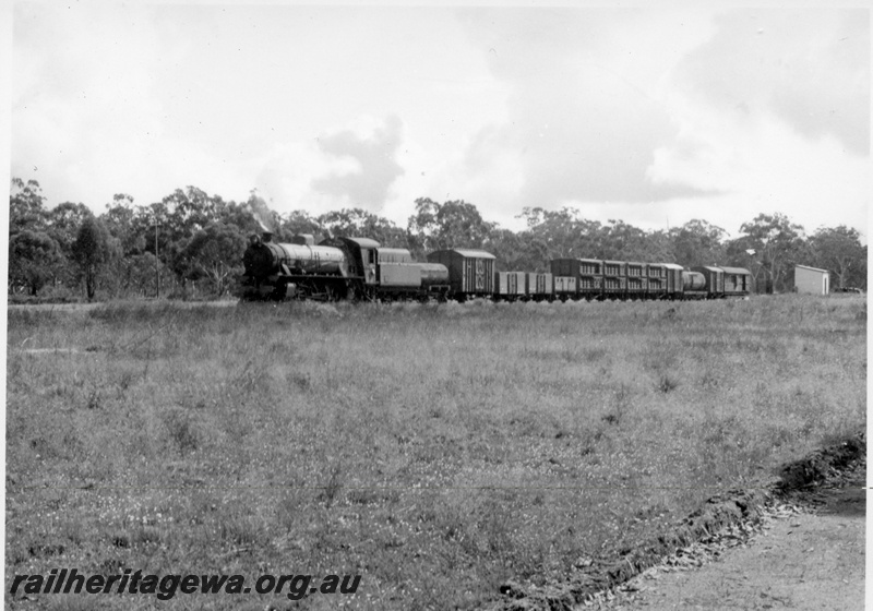 P17355
 W class 905 steam locomotive, front and side view, on goods train, out-of shed, Capercup, WB line.
