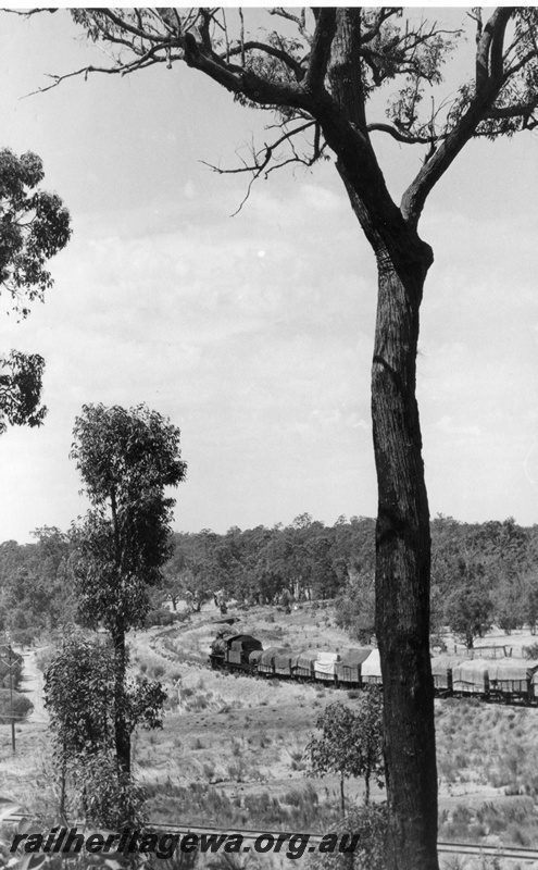 P17395
W class 911, on goods train to Wagin, leaving Bowelling, WG line, train in middle distance moving away from camera, viewed through trees
