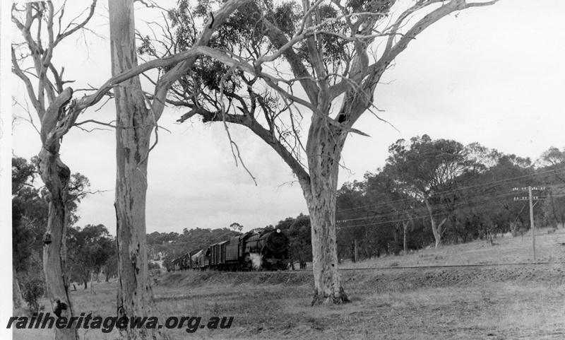 P18514
V class 1214, on No 10 goods train, Cuballing Bank, GSR line, view of side and front of approaching train through trees
