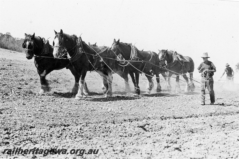 P21362
Horse team grading new track bed, horse handlers, Indarra deviation, NR line, c1936

