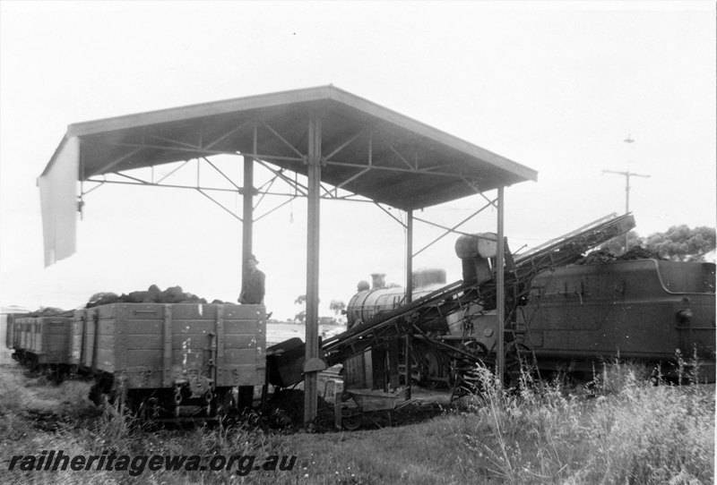 P22556
W class 939, taking on coal, conveyor, coal wagons, sideless shelter shed, Bill Gorden, Lake Grace, LH line, side and rear view
