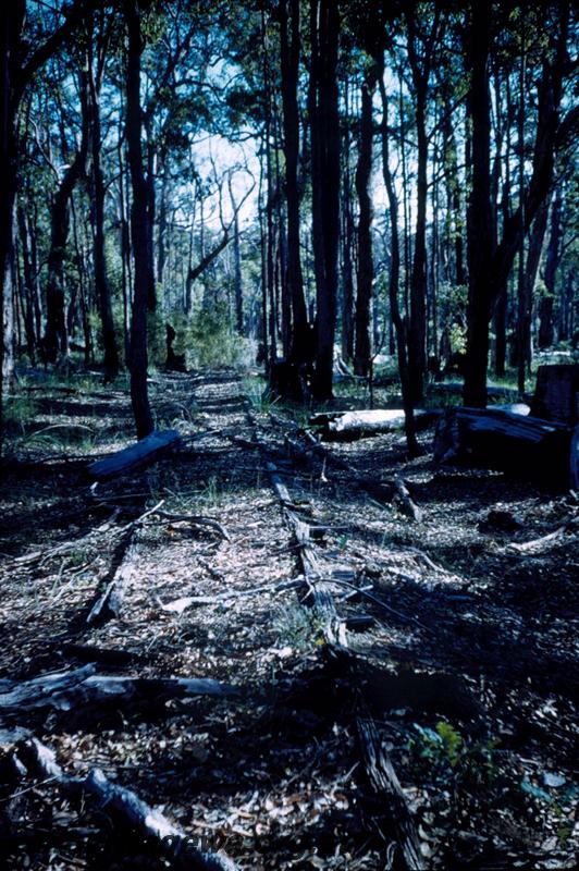 T03081
Ferguson's Tramway, Logue Brook, view along abandoned track
