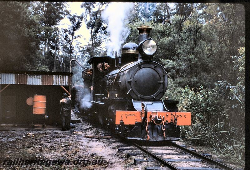 T04986
SSM loco No 1, taking on water, workers, forest, Pemberton, front on view
